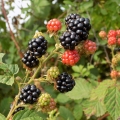 블랙베리 (Genus Rubus, Family Rosaceae) 2