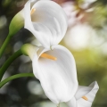 칼라 Zantedeschia, family Araceae 2