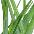 풀 Gramineae (Poaceae) 2