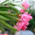 협죽도 Nerium Oleander 2
