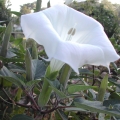 다투라 Brugmansia 2