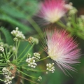 자귀나무 꽃 Albizia julibrissin 2
