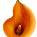 칼라 Zantedeschia, family Araceae 3