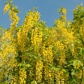 라부르눔 Laburnum anagyroides 3